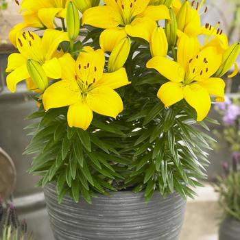 Lilium asiatic 'Ilse' (306849)