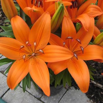 Lilium 'Matrix Orange®' (306850)