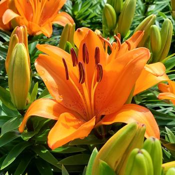 Lilium 'Matrix Orange®' USPP30466P3