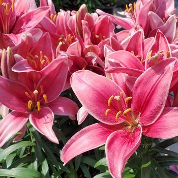 Lilium asiaticum 'Pippa's Joy'