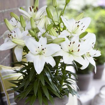 Lilium asiaticum 'Sparkling Joy'