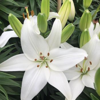 Lilium asiaticum 'Sparkling Joy' (306854)