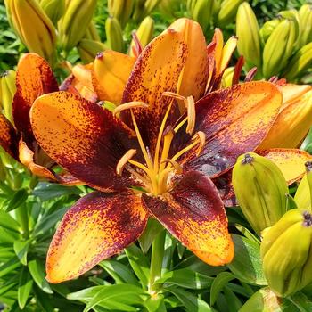 Lilium asiaticum 'Trendy Las Palmas'