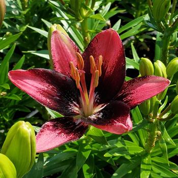 Lilium asiaticum 'Trendy Santiago'