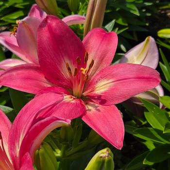 Lilium FantAsiatic '' (306857)
