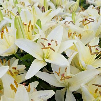Lilium asiaticum 'Fantasiatic White'