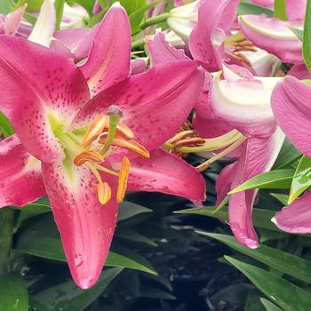Lilium orientalis 'Entertainer'