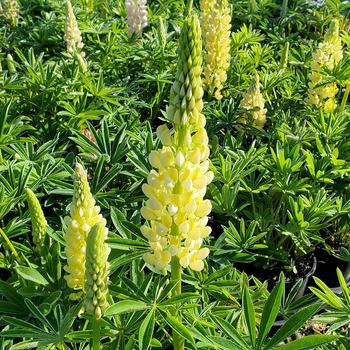 Lupinus 'Chandelier' (306862)