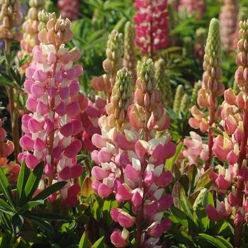 Lupinus 'The Chatelaine'