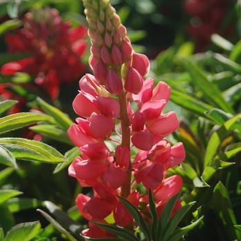 Lupinus 'The Pages'