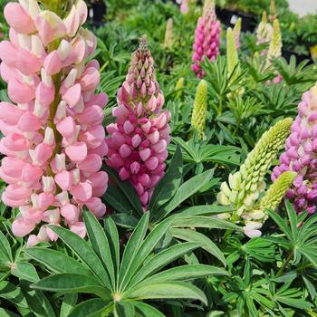 Lupinus polyphyllus 'Lupini Pink Shades' 