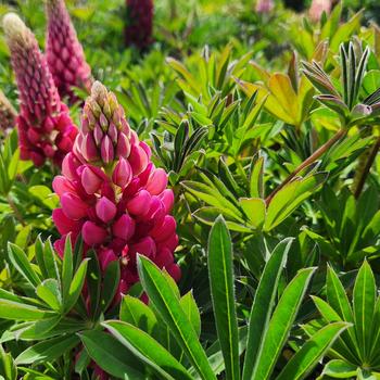 Lupinus polyphyllus 'Lupini Red Shades' (306867)
