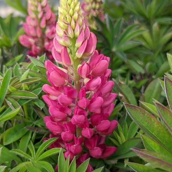 Lupinus polyphyllus 'Lupini Red Shades' (306868)