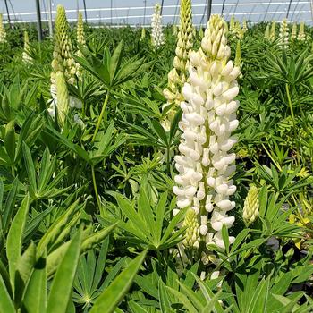 Lupinus polyphyllus 'Lupini White Shades' (306869)