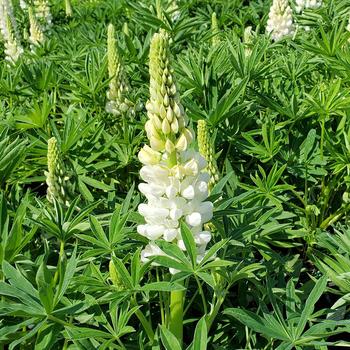 Lupinus polyphyllus 'Lupini White Shades' (306870)