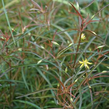 Lysimachia lanceolata 'Burgundy Mist' (306873)