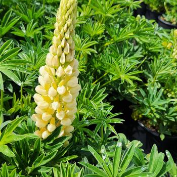 Lupinus polyphyllus 'Lupini Yellow Shades' 
