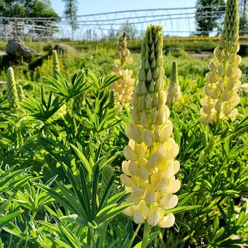 Lupinus polyphyllus 'Lupini Yellow Shades' (306875)