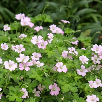 Geranium 'Dreamland' Bremdream PP24624