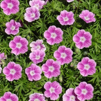 Geranium sanguineum 'Elke' 
