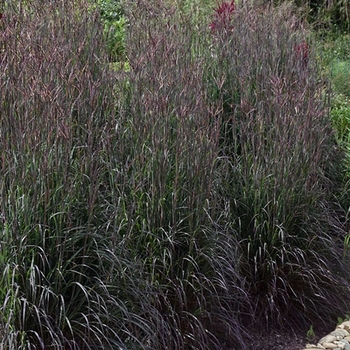 Andropogon gerardii 'Holy Smoke' 