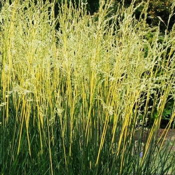 Festuca arundinacea 'Glow Sticks' 