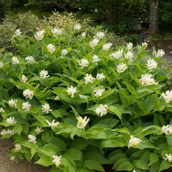 Maianthemum racemosum