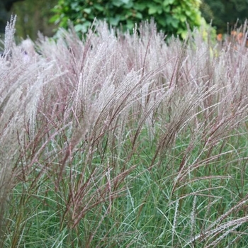 Miscanthus sinensis 'Little Silver Spider ('Kleine Silberspinne')' 