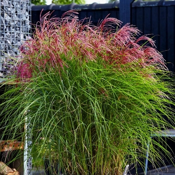 Miscanthus sinensis 'EMPMISO1' PP30802