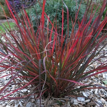 Andropogon gerardii 'Red October' PP26283