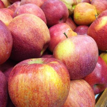 Malus 'Cameo®' PP19,766