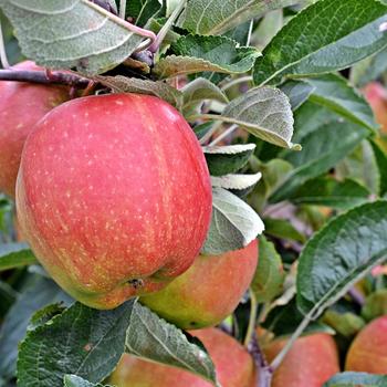 Malus 'Rubens®' PP14,177