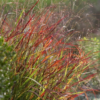 Panicum virgatum 'Red Sunset' 