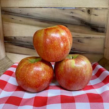 Malus domestica 'JonaStar®' PP20,590