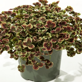 Trifolium repens