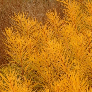 Amsonia hubrichtii 'Butterscotch™' 20,201,010,526