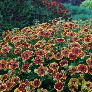 Helenium autumnale 'Bandera' PP27397