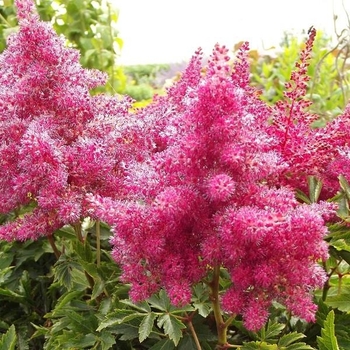 Astilbe japonica