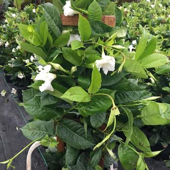 Mandevilla 