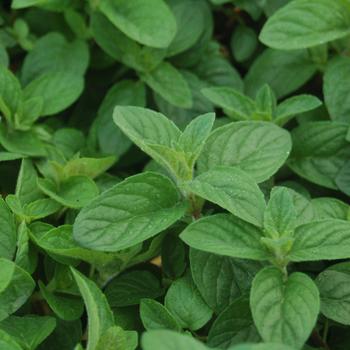 Mentha 'Hillary's Sweet Lemon' 