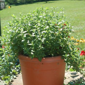 Mentha spicata 'Julep' 