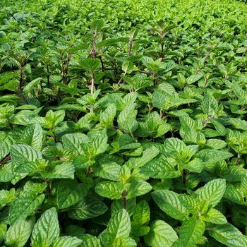 Mentha 'Berries & Cream' 