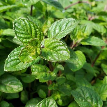 Mentha 'Berries & Cream' (306903)