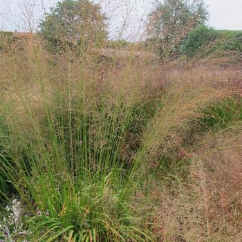 Molinia 'Crystal Veil' 