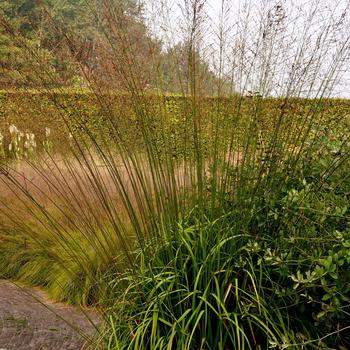 Molinia arundinacea 'Dark Beauty' PP28,491