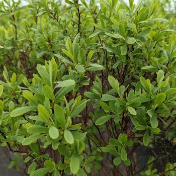 Myrica gale NativeStar® 'Lowboy'