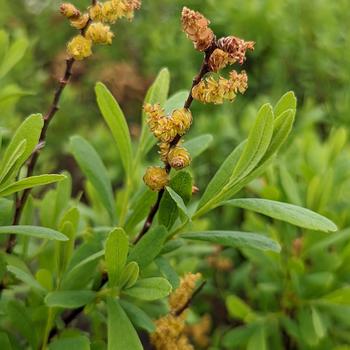 Myrica gale NativeStar® 'Lowboy' (306912)