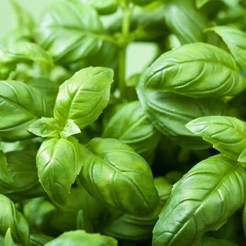 Ocimum 'Rutgers Passion DMR' 