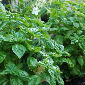 Ocimum 'Mozzarella' 