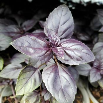 Ocimum basilicum 'Red Rubin' 